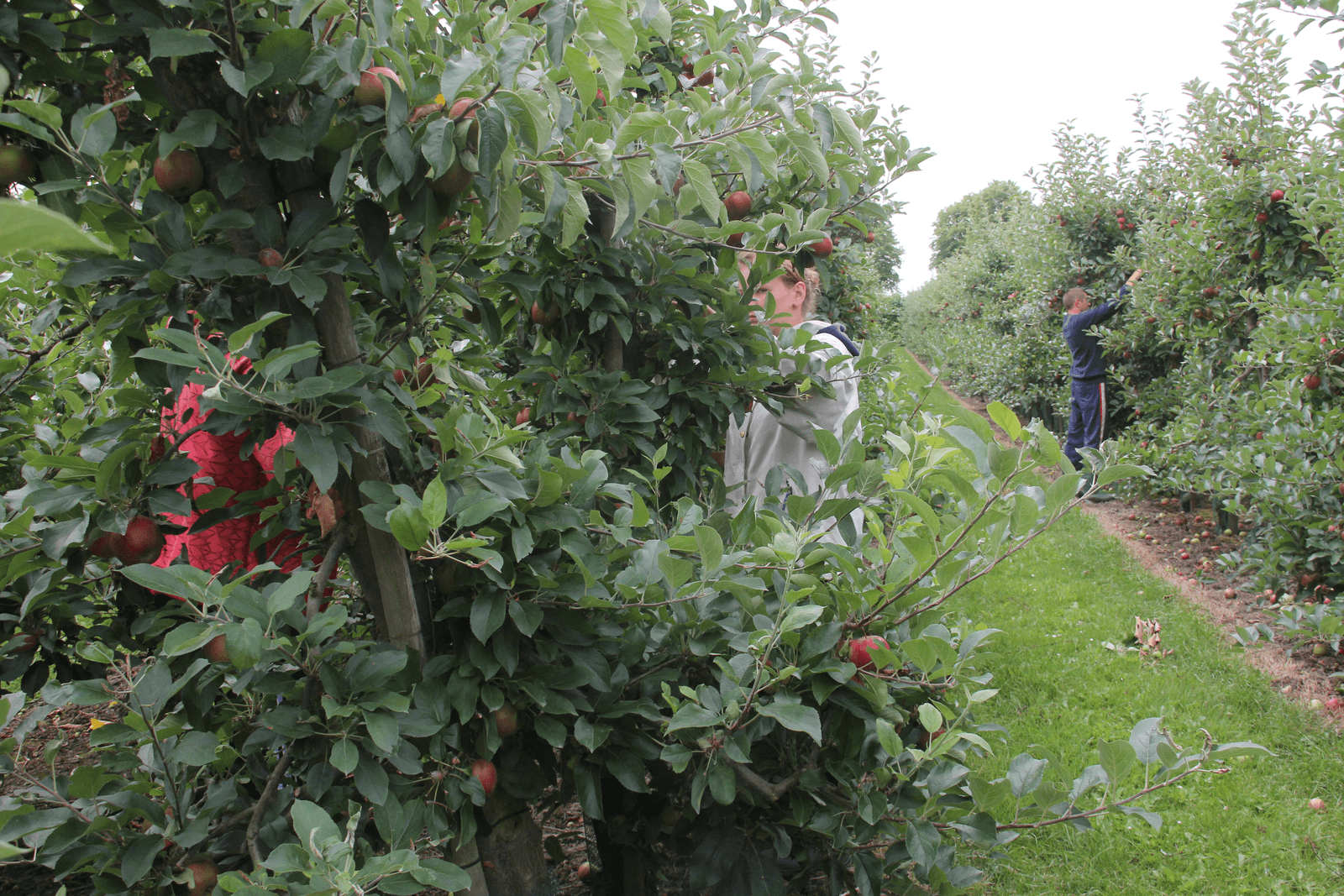 De crisis in de landbouw komt uitgebreid ter sprake in Brussel. Uit de sectoren fruit, groenten en varkensvlees komen gemengde geluiden, bij zuivel overheerst een beeld van groeiende productie en stagnerende prijzen.<em><br />Foto: Anton Dingemanse</em>