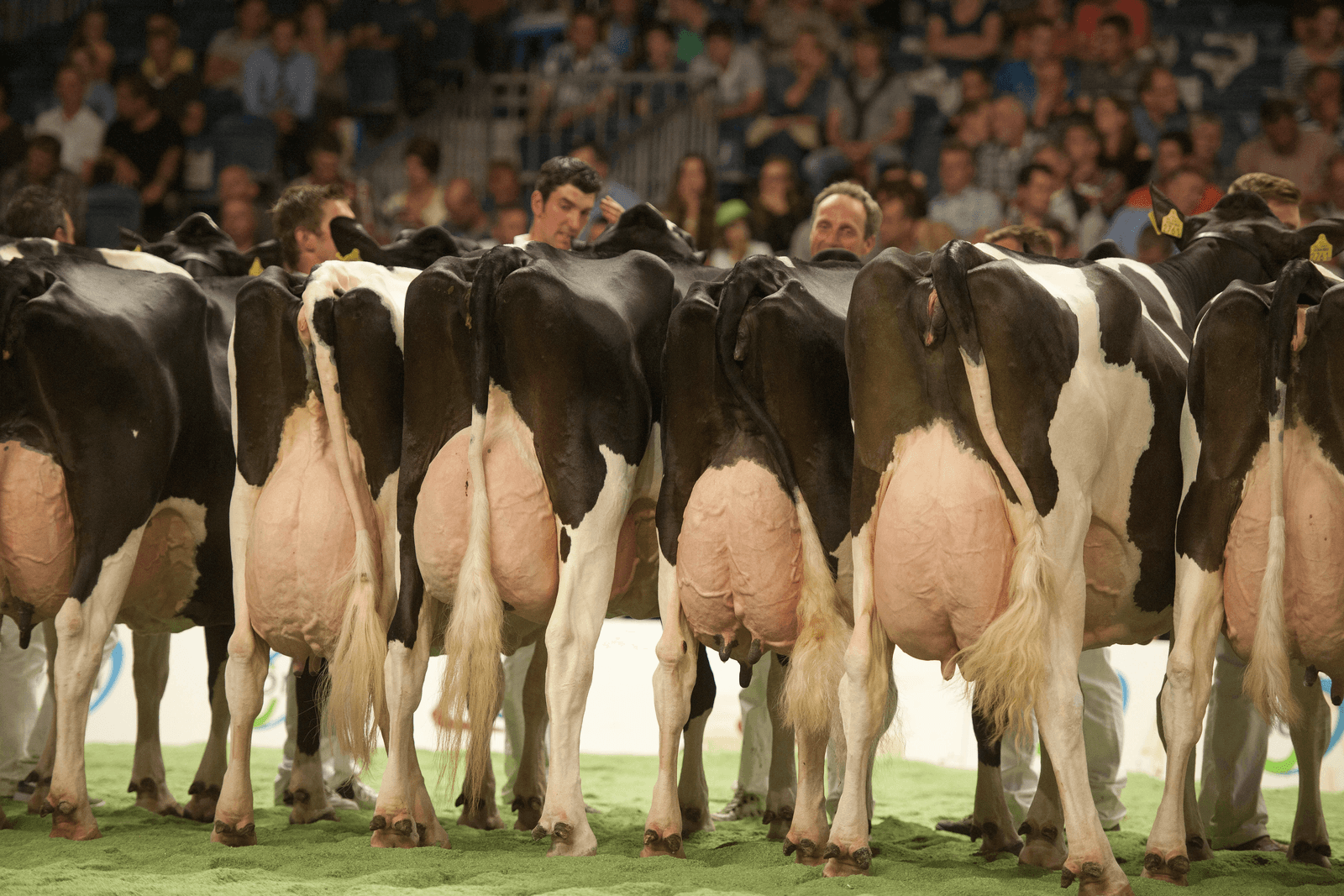 Koeien op de NRM.<br /><em>Foto: Mark Pasveer</em>