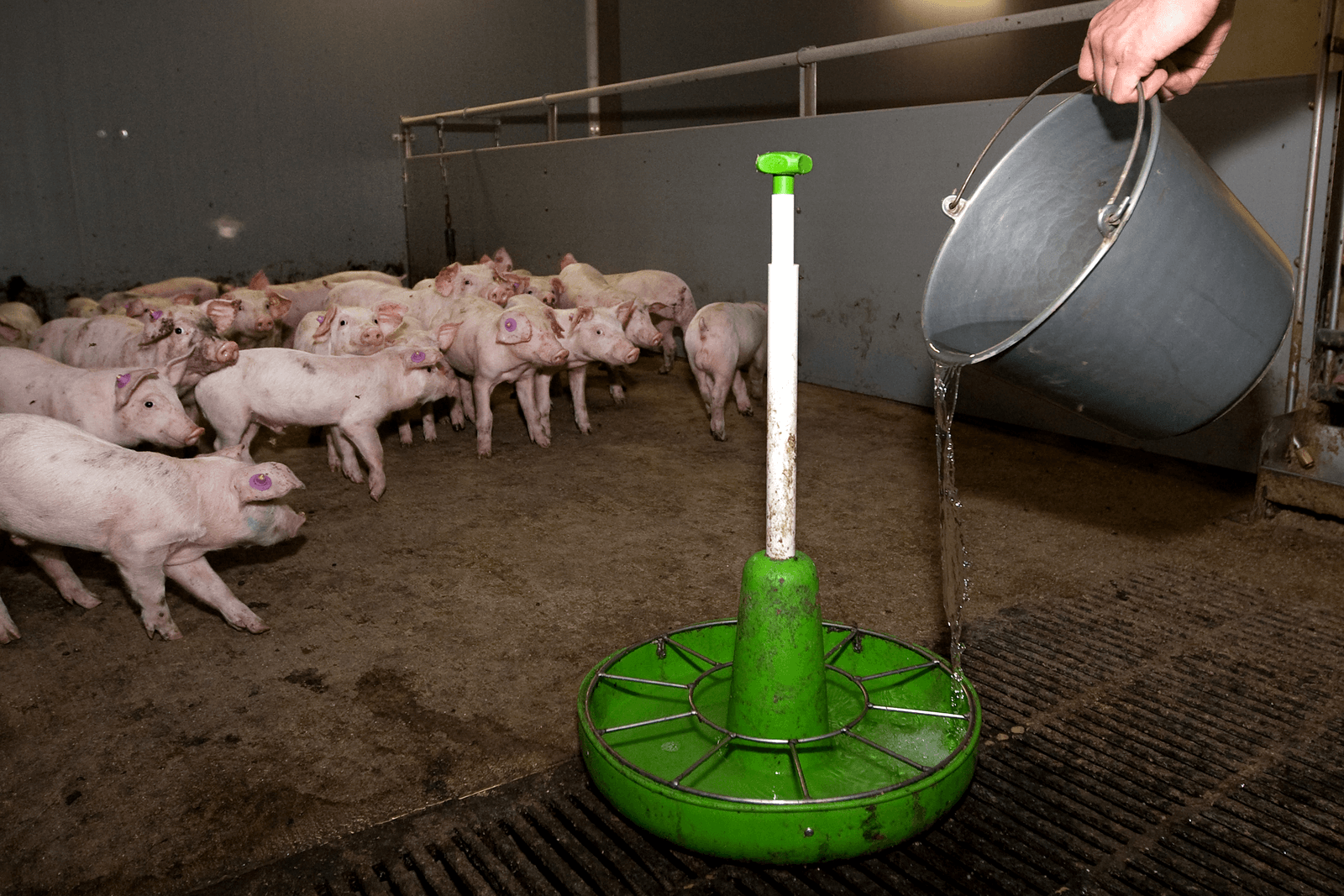 Opleg van speenbiggen in meststal. Als de dieren diarree hebben, krijgen ze op dit bedrijf water met daarin wat van het antibioticum colistine.<br /><em>Foto: Ronald Hissink</em>