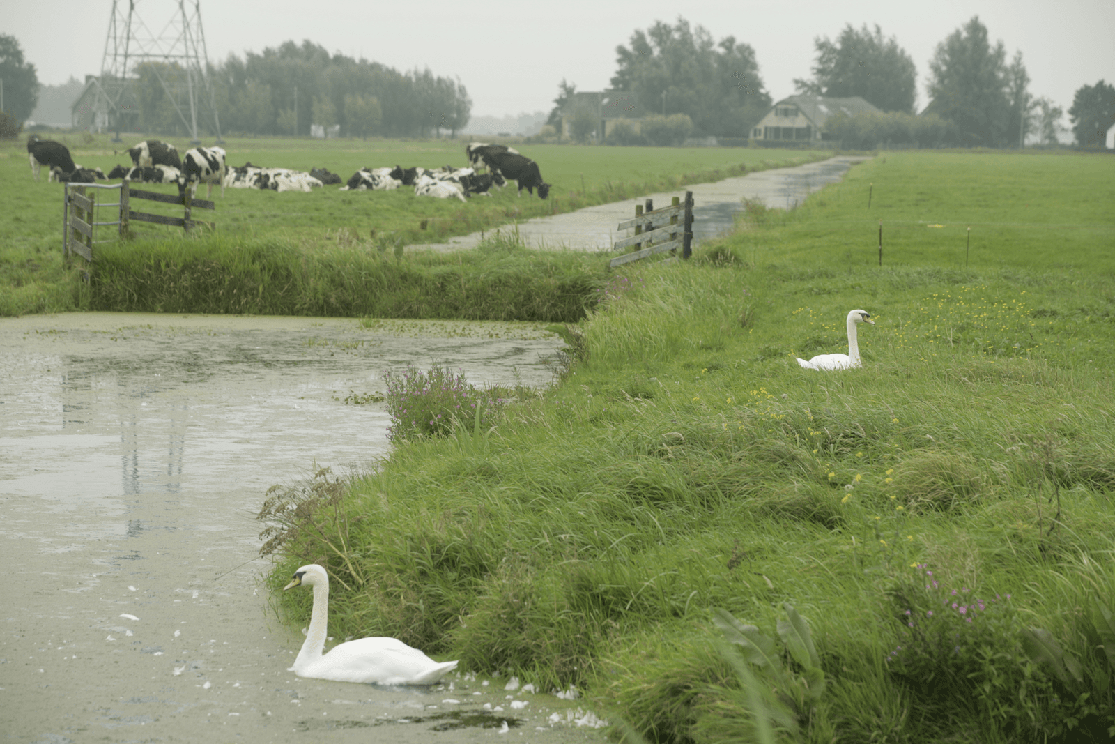 Kalf moet langer bij de koe en zwanen mag je niet wegjagen (met armgebaren). De lobby tegen het doen en laten in de agrarische sector wordt sterker. Wat te doen?</p> <p><em>Foto: Koos Groenewold</em>