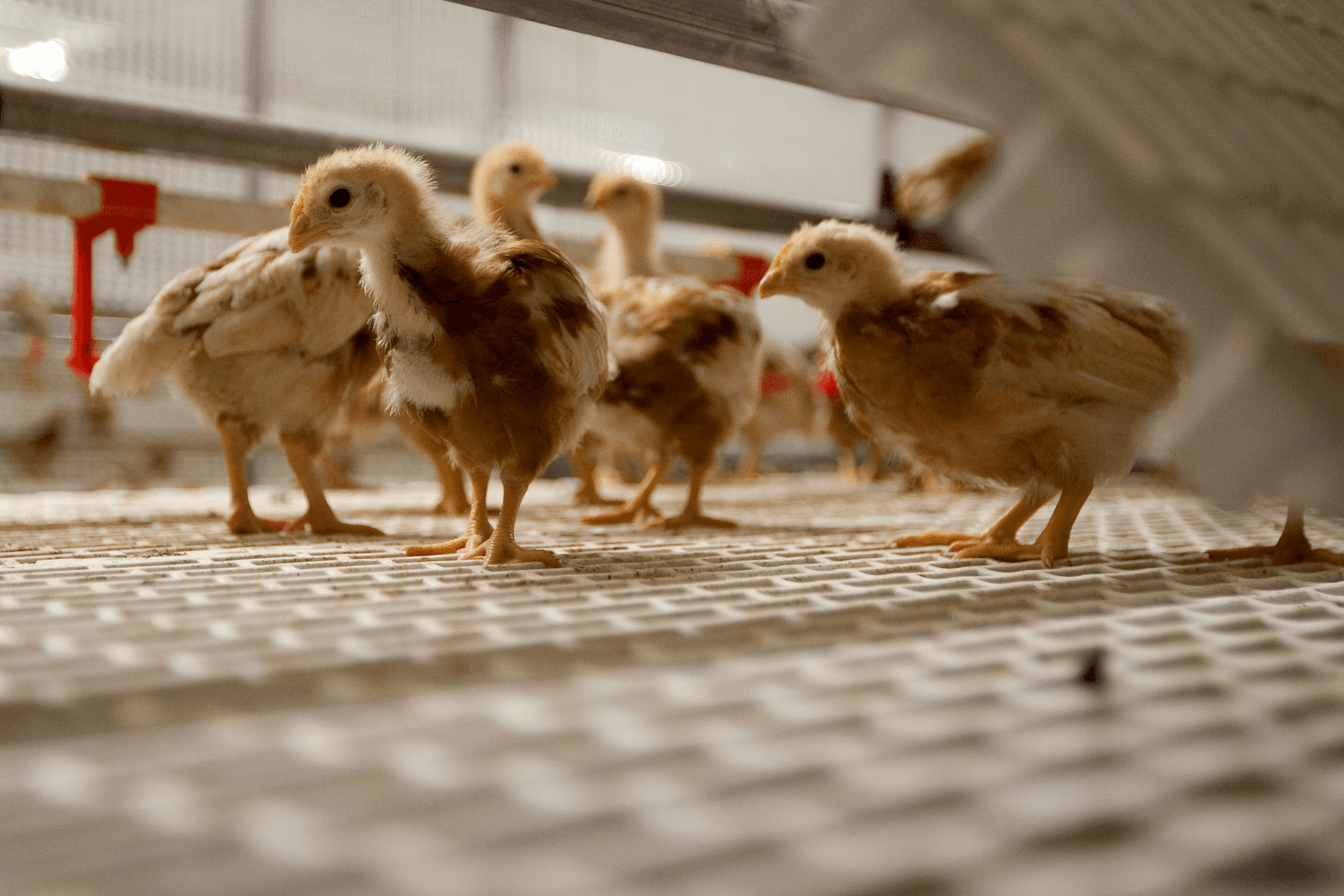 Vier weken oude opfokhennen op een pluimveebedrijf (niet het genoemde bedrijf in Limburg).<br /><em>Foto: Ronald Hissink</em>