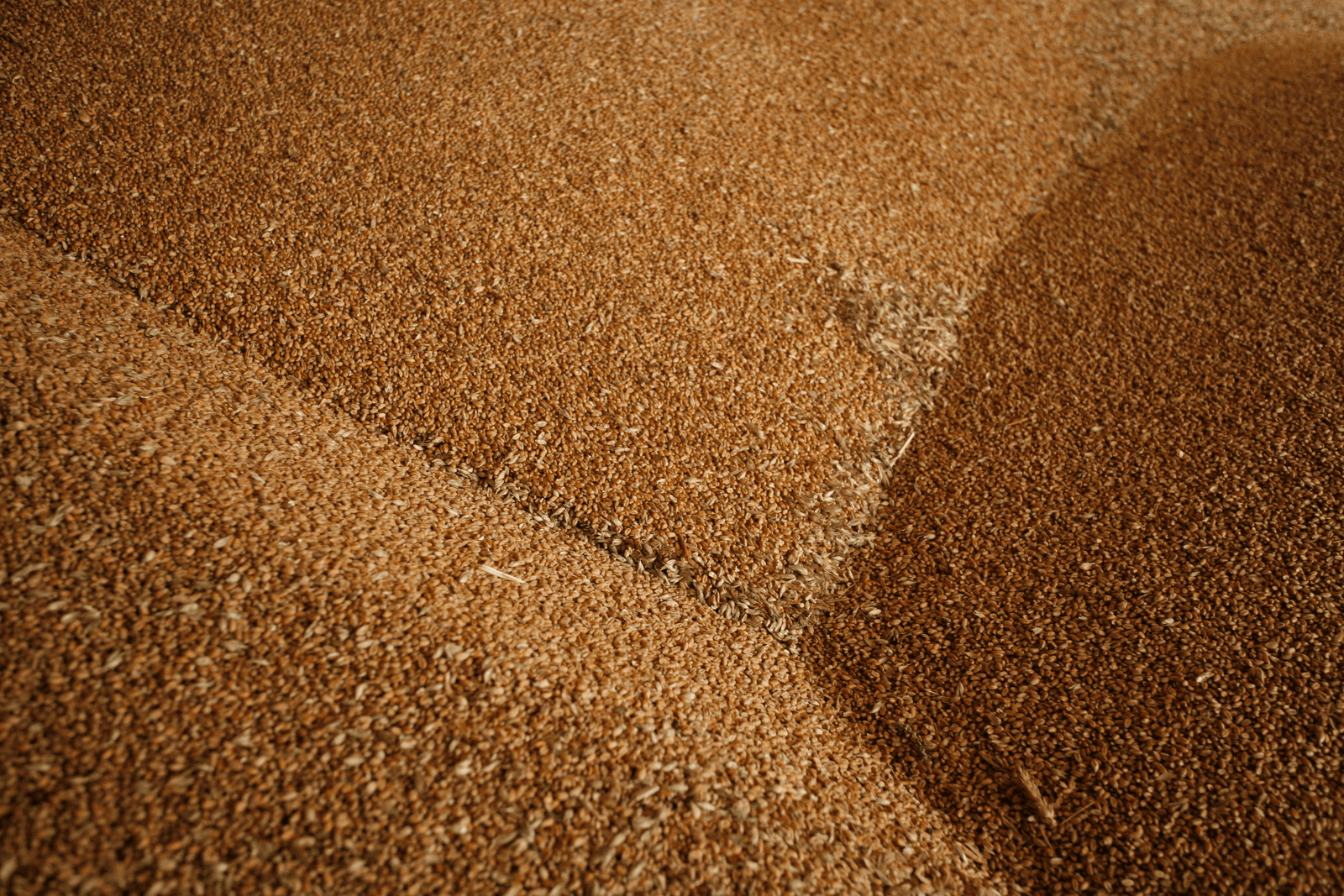 Egypte vraagt FAO om hulp in tarweruzie