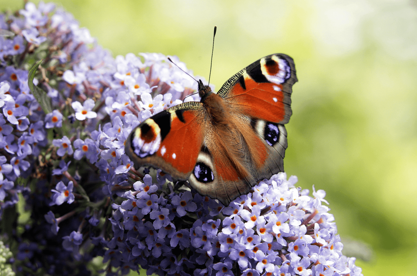 Het gaat slecht met de vlinderstand in agrarisch gebied, zegt de Vlinderstichting. Op de foto een dagpauwoog.<em> <br />Foto: Henk Riswick</em>