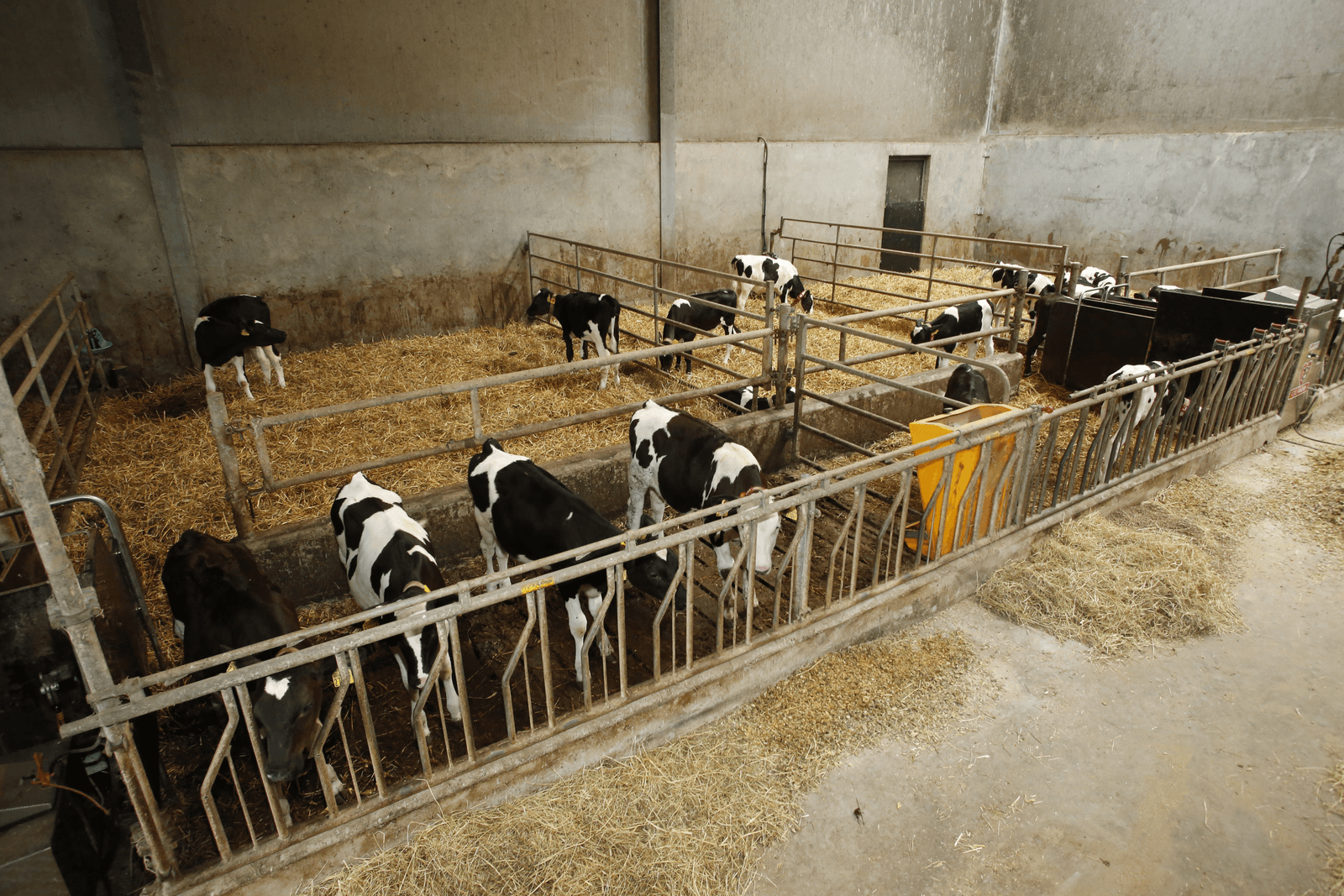 Een niet te hoge bezetting en maximaal 14 dagen leeftijdsverschil beperken de speendip.<br /><em>Foto: Henk Riswick </em>