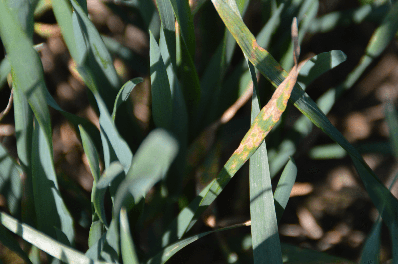 Septoria op het jongere blad, op een perceel in het Zeeuwse Rilland. <br /><em>Foto: Bayer CropScience</em>