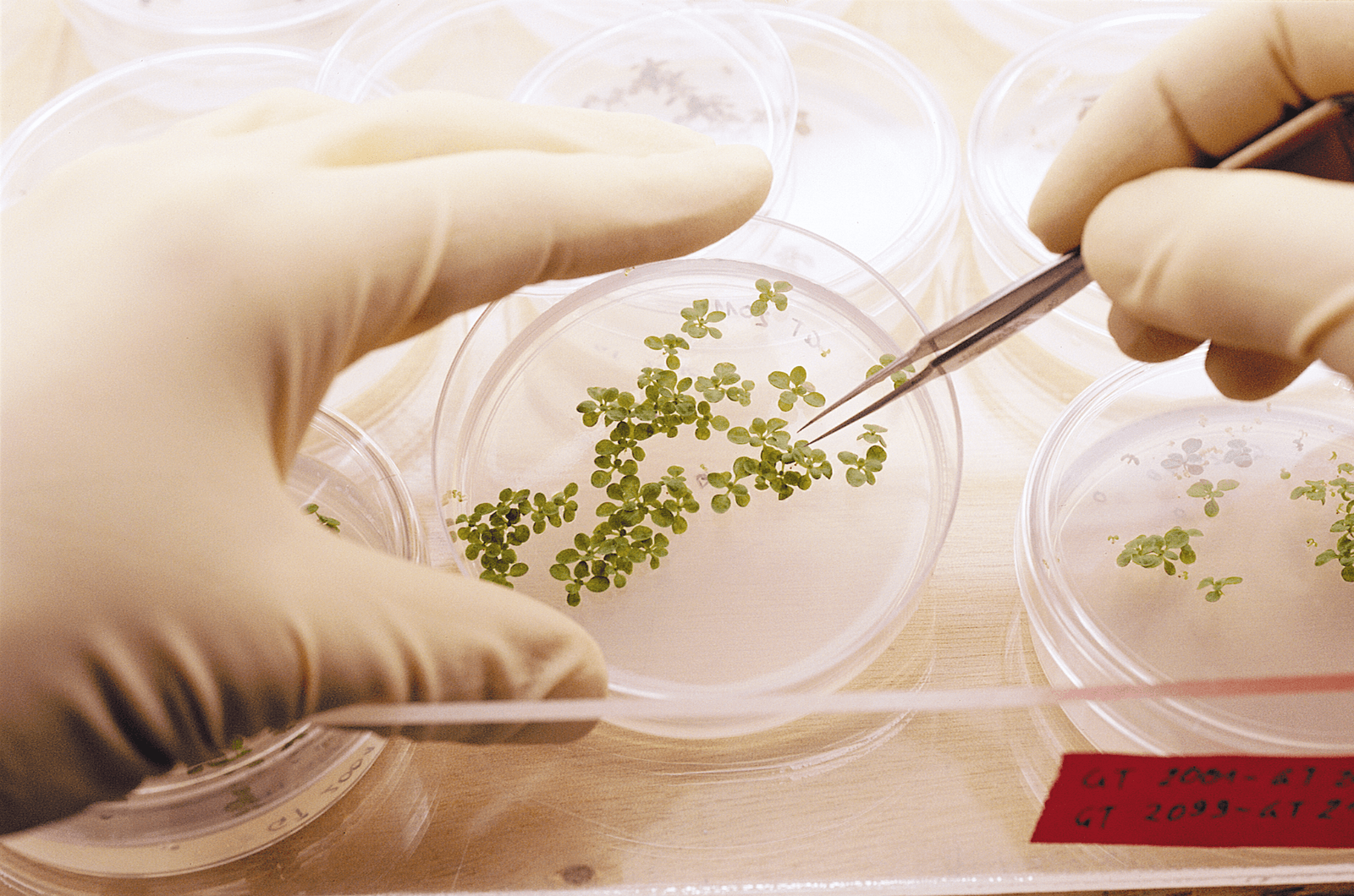 <em>Foto: Syngenta</em>