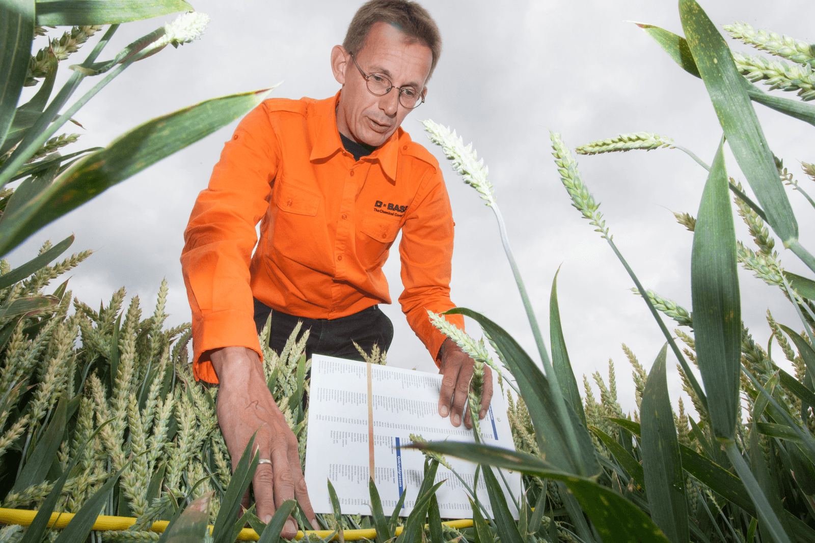 BASF komt in 2019 met nieuwe sterke triazool