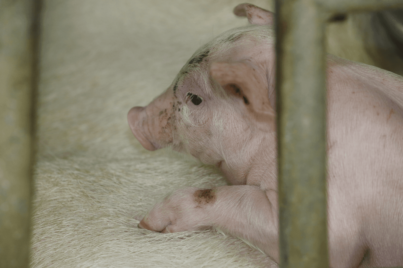 <em>Foto: Henk Riswick</em>