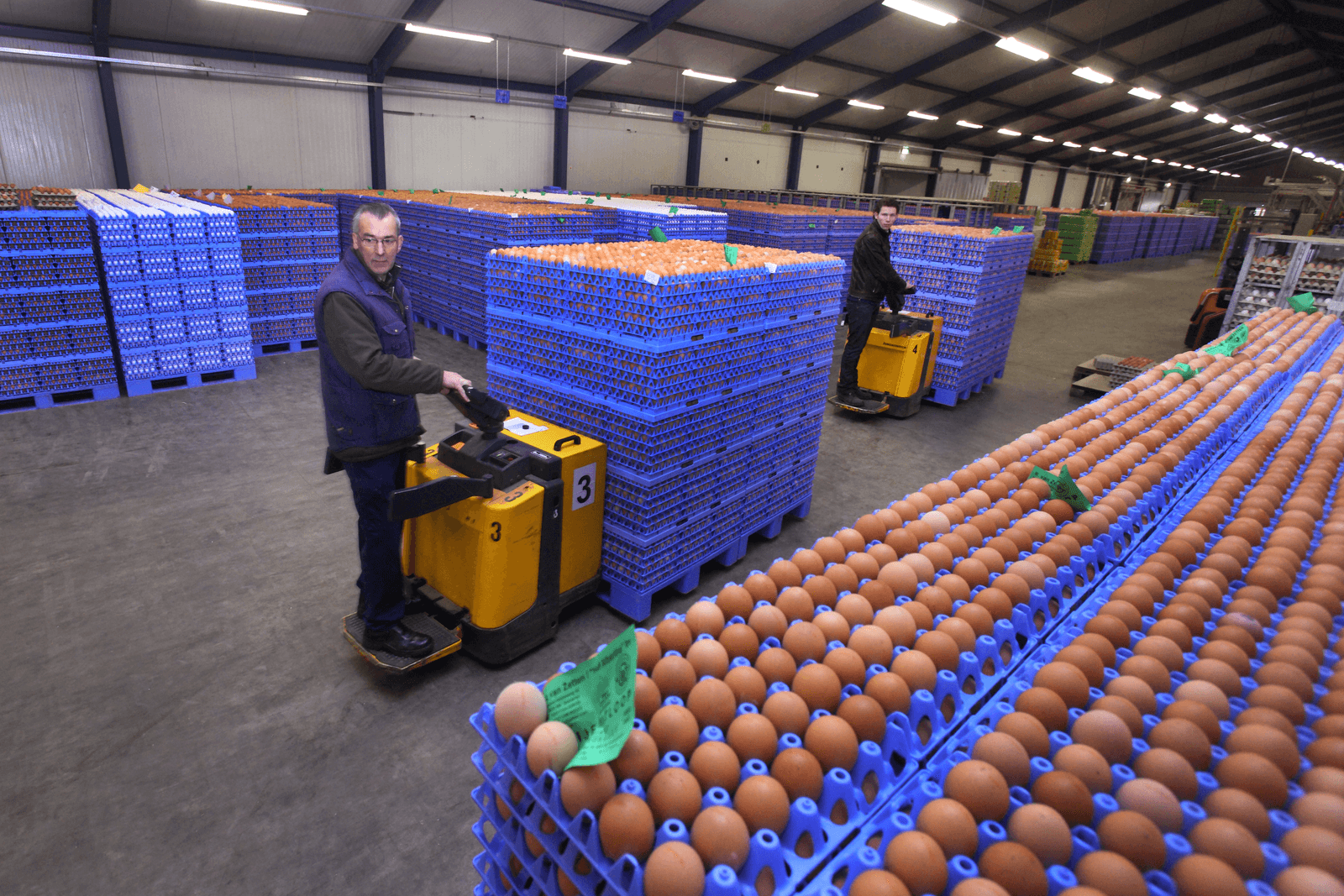 Vanaf vrijdag 1 april wordt een nieuwe NOP-richtprijs 2.0 gepubliceerd voor witte en bruine scharreleieren.</p> <p><em>Foto: Bert Jansen</em>