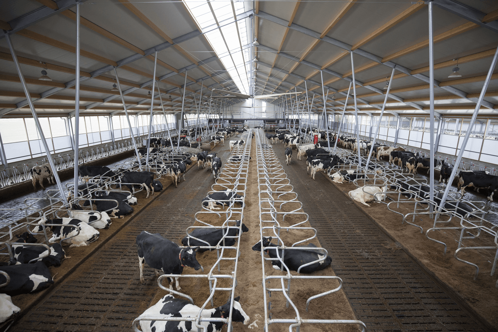 Veel automatisering en licht in nieuwe stal