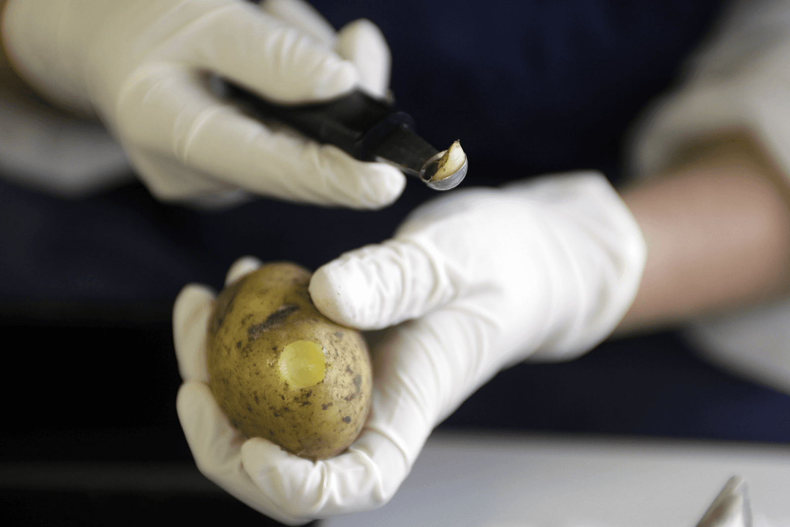 De NAK gebruikt het naveleind van de knol voor de nacontrole op het Y-virus.</p> <p><em>Foto: Ton Kastermans</em>
