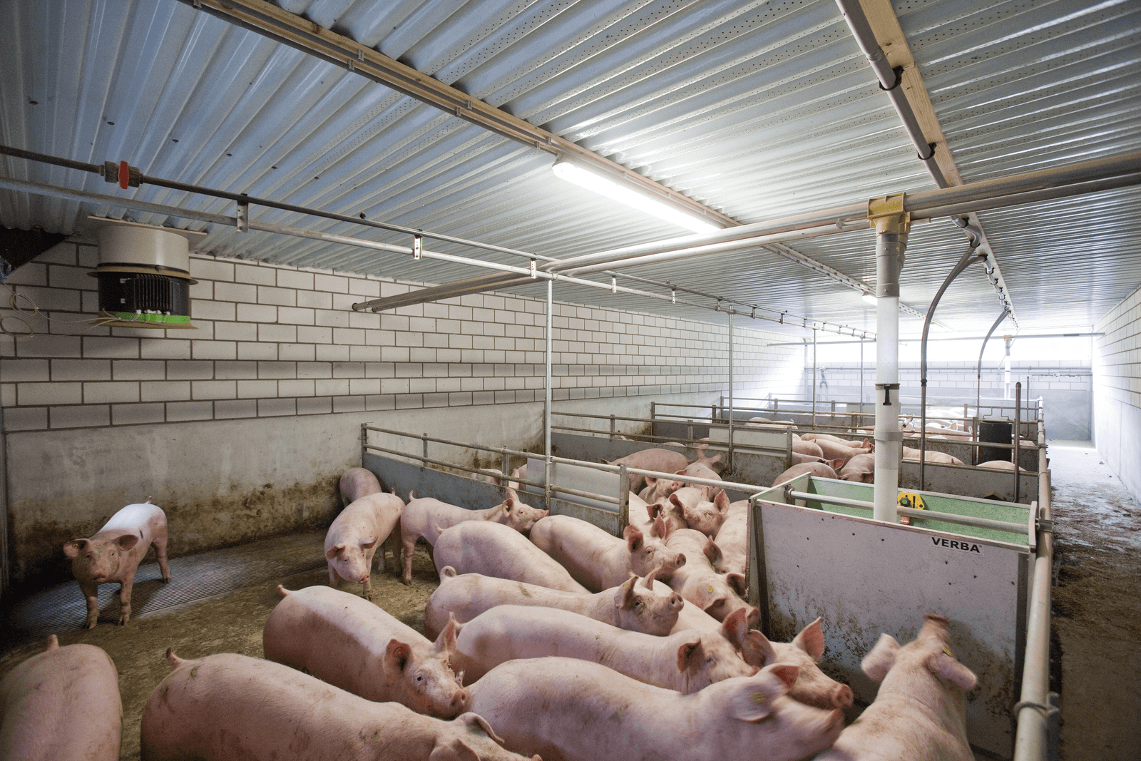 De resultaten in de vleesvarkenshouderij laten een stabiel beeld zien.<br /><em>Foto: Jan Willem Schouten</em>