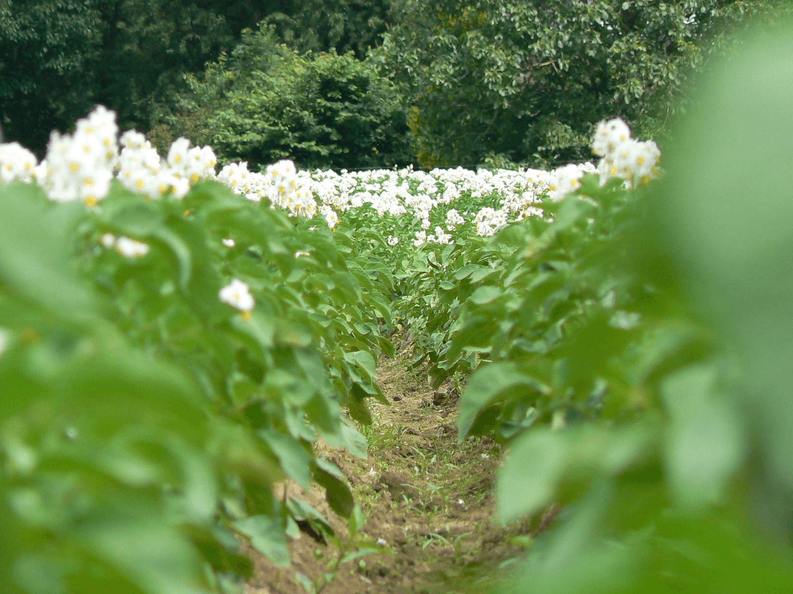 <em>Foto: Lex Aalders</em>