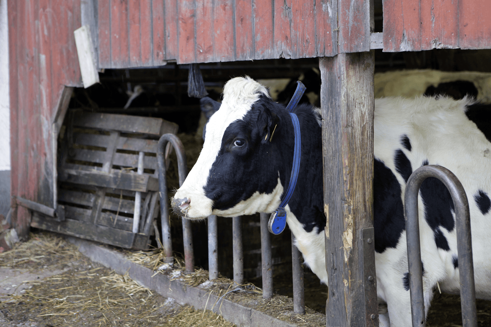 Koe op melkveebedrijf (zonder ziekteproblemen) in Zweden. <br /><em>Foto: Henk Riswick </em>