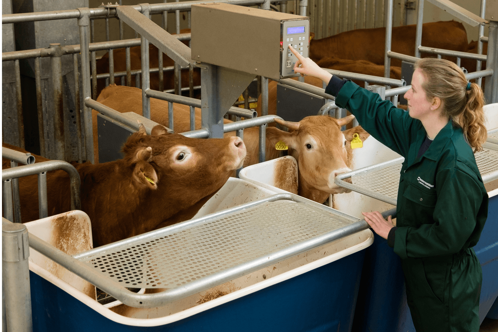 Trouw Nutrition breidt onderzoek naar fokkalveren en vleesvee uit