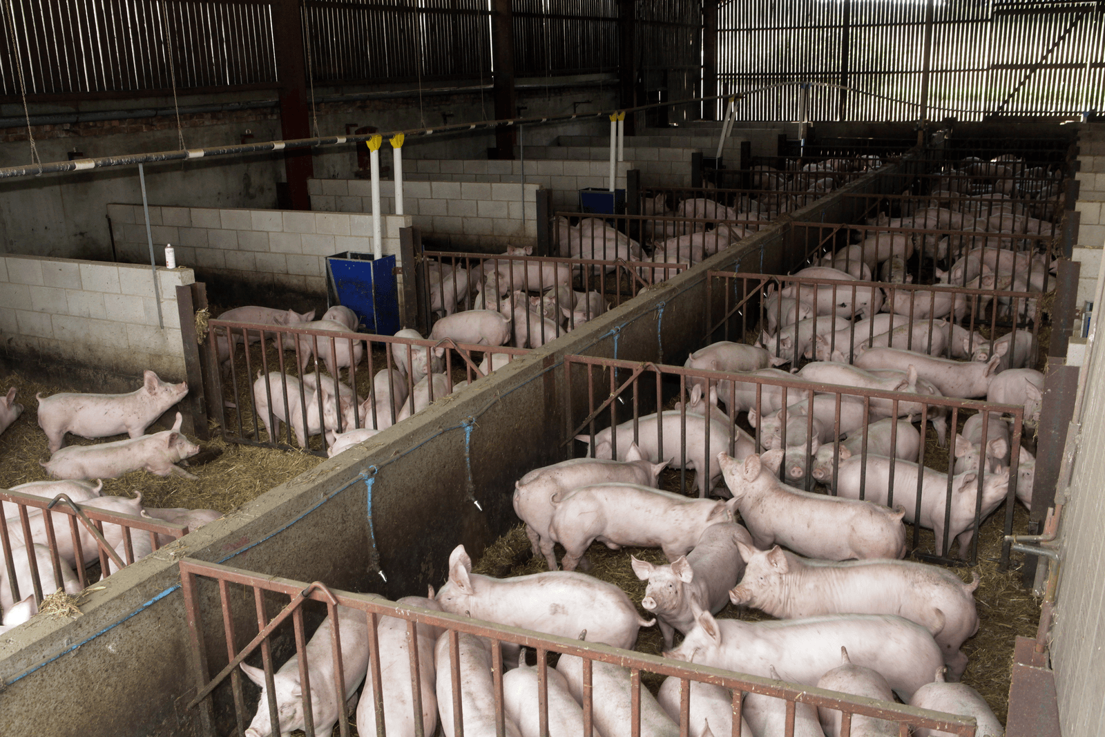 Een varkensstal in Engeland met gezonde dieren. Volgens Animal Aid en Peta is dit echter niet overal het beeld in Engeland. <br /><em>Foto: Henk Riswick</em>