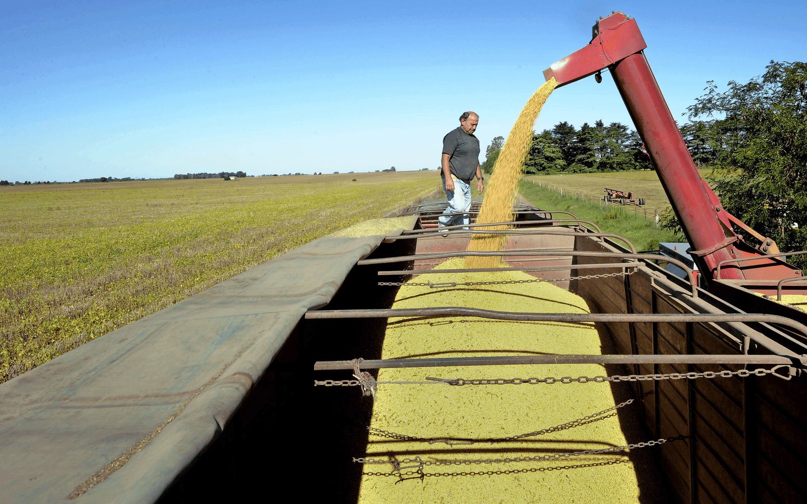 Soja-oogst in Argentinië. De exportheffing op soja wordt de komende jaren verlaagd.</p> <p><em>Foto: ANP</em>