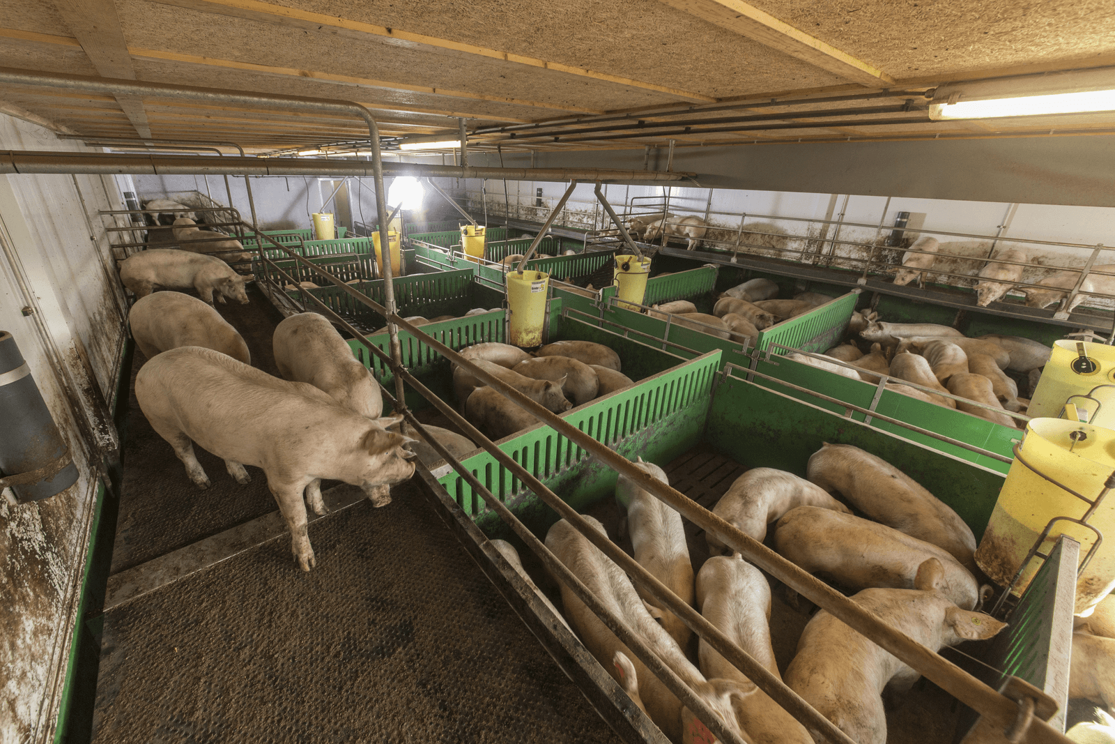 Varkens in plateaustal zijn graag boven