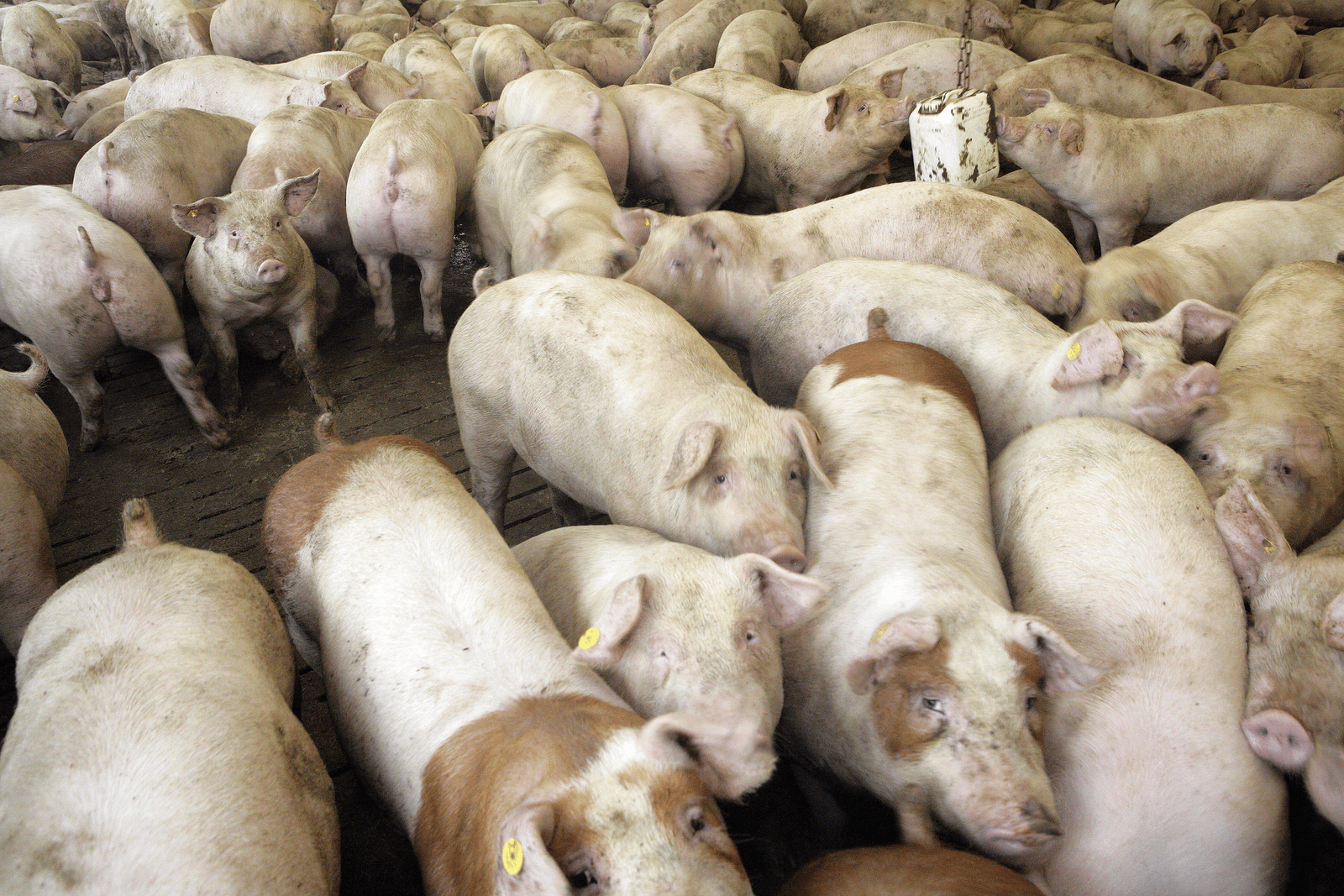 Varkenshouders beboet voor houden te veel varkens