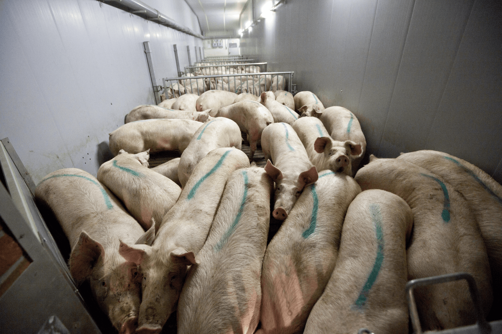 Het aanbod varkens is afgelopen jaren groot.</p> <p><em>Foto: Koos Groenewold</em>