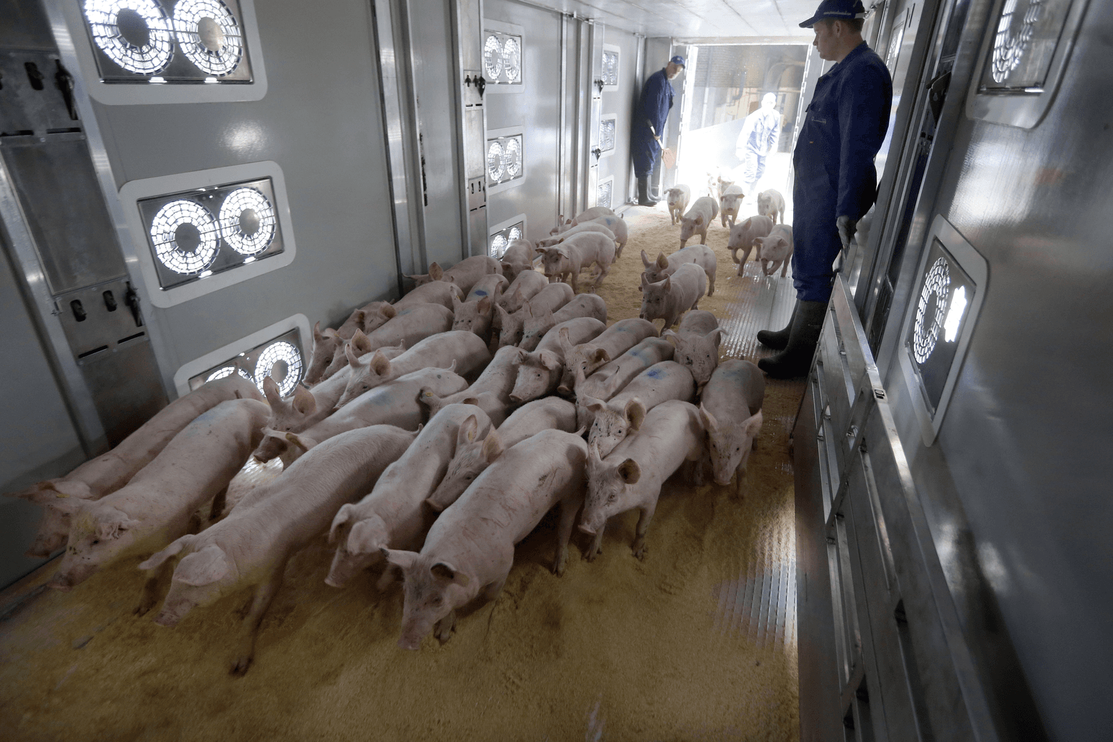 Een nieuwe, moderne veewagen als deze beperkt risico's op het overbrengen van ziektekiemen.<br /><em>Foto: Bert Jansen </em>