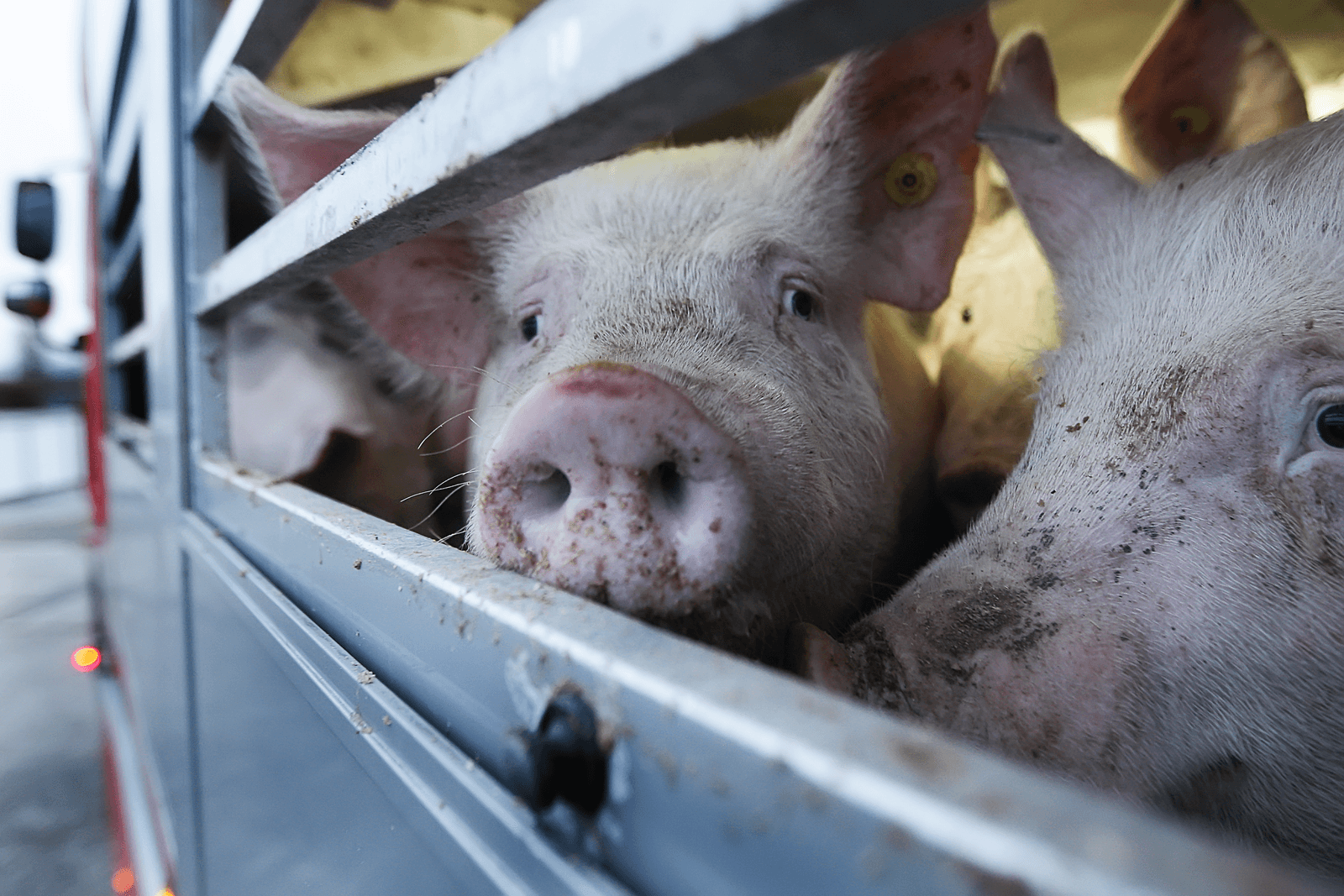 Transport van varkens. Een van de aspecten waarop Varkens in Nood kritiek heeft qua dierenwelzijn voor varkens in Nederland.<br /><em>Foto: Ronald Hissink</em>