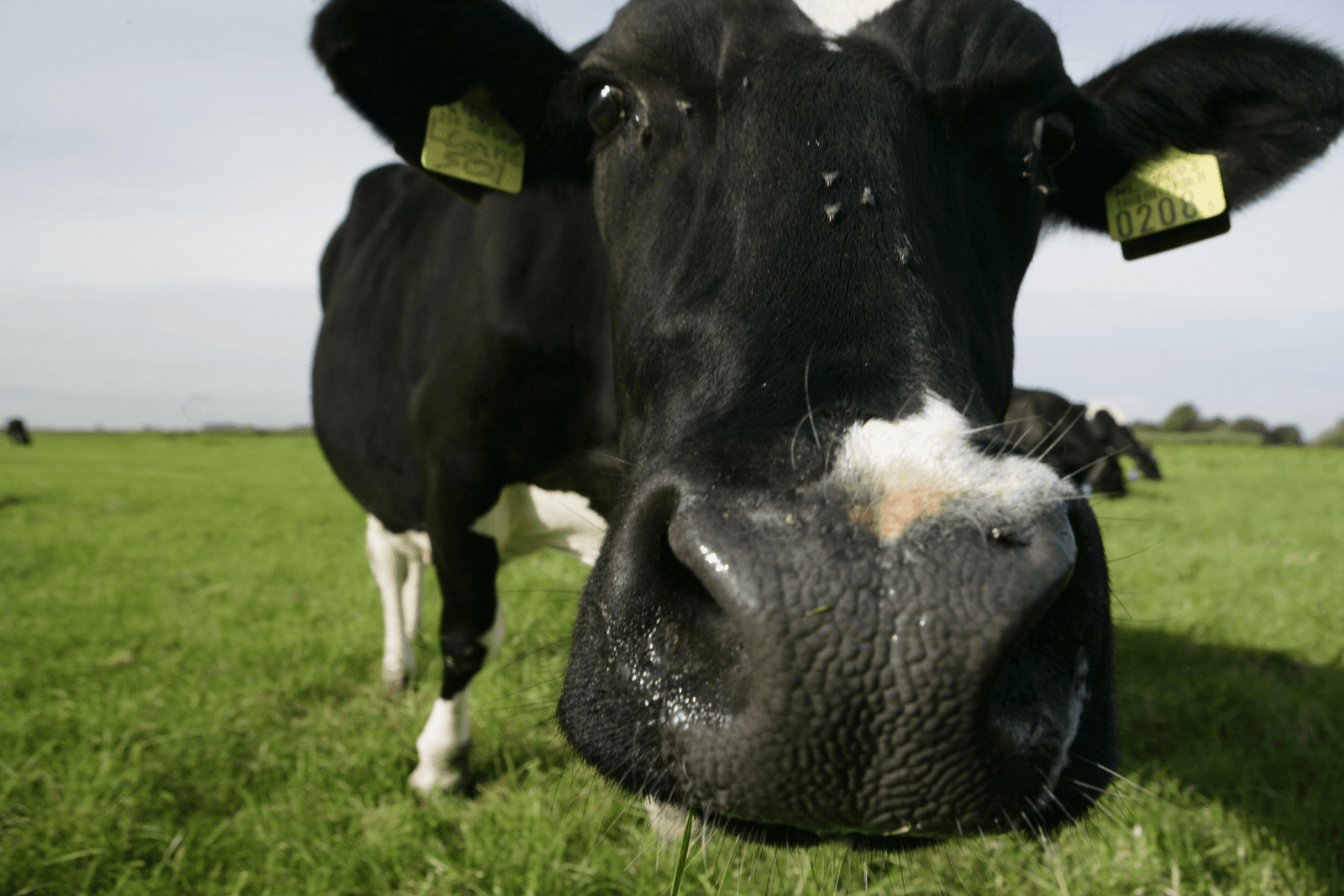 Een kerngezonde en goed verzorgde koe, in dit geval in de wei. Helaas gaat dit niet altijd zo, en zijn er ook bedrijven waar het met de verzorging van de levende have verkeerd loopt. Afgelopen maand constateerde de NVWA drie ernstige gevallen van dierverwaarlozing.<em><br />Foto: Michel Zoeter</em>