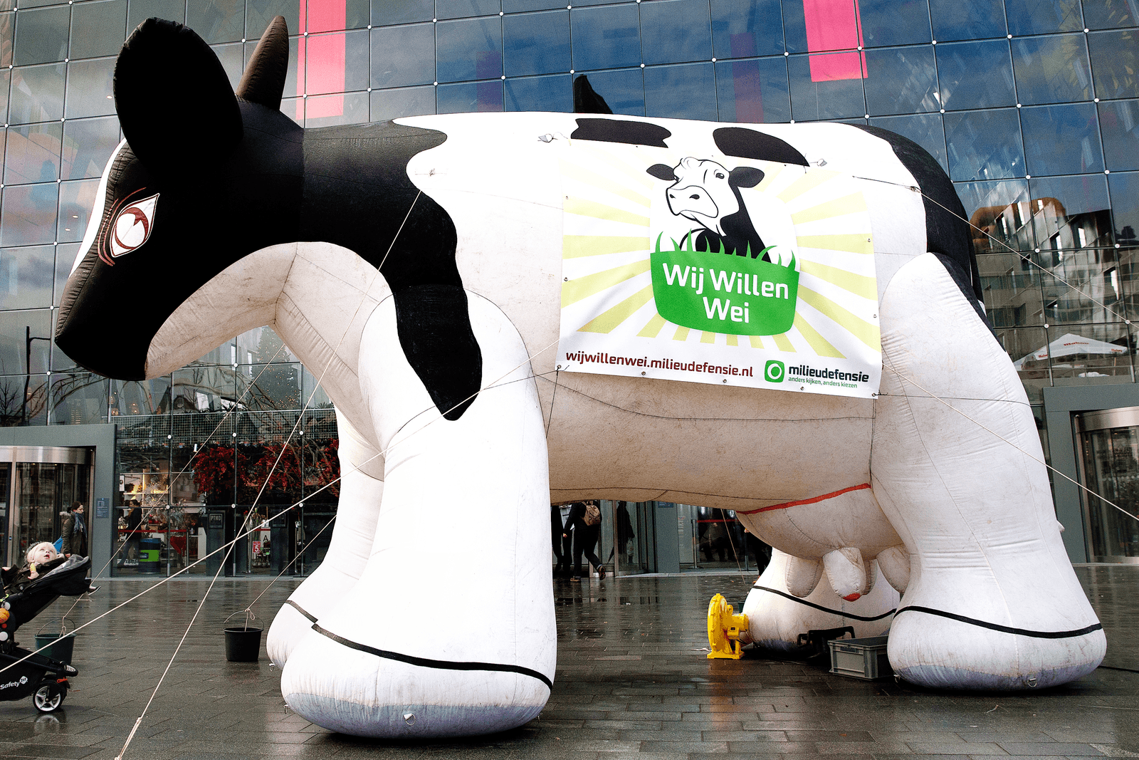 Milieudefensie plaatste eerder al opblaaskoeien bij de Markthal in Rotterdam.<br /><em>Foto: ANP </em>