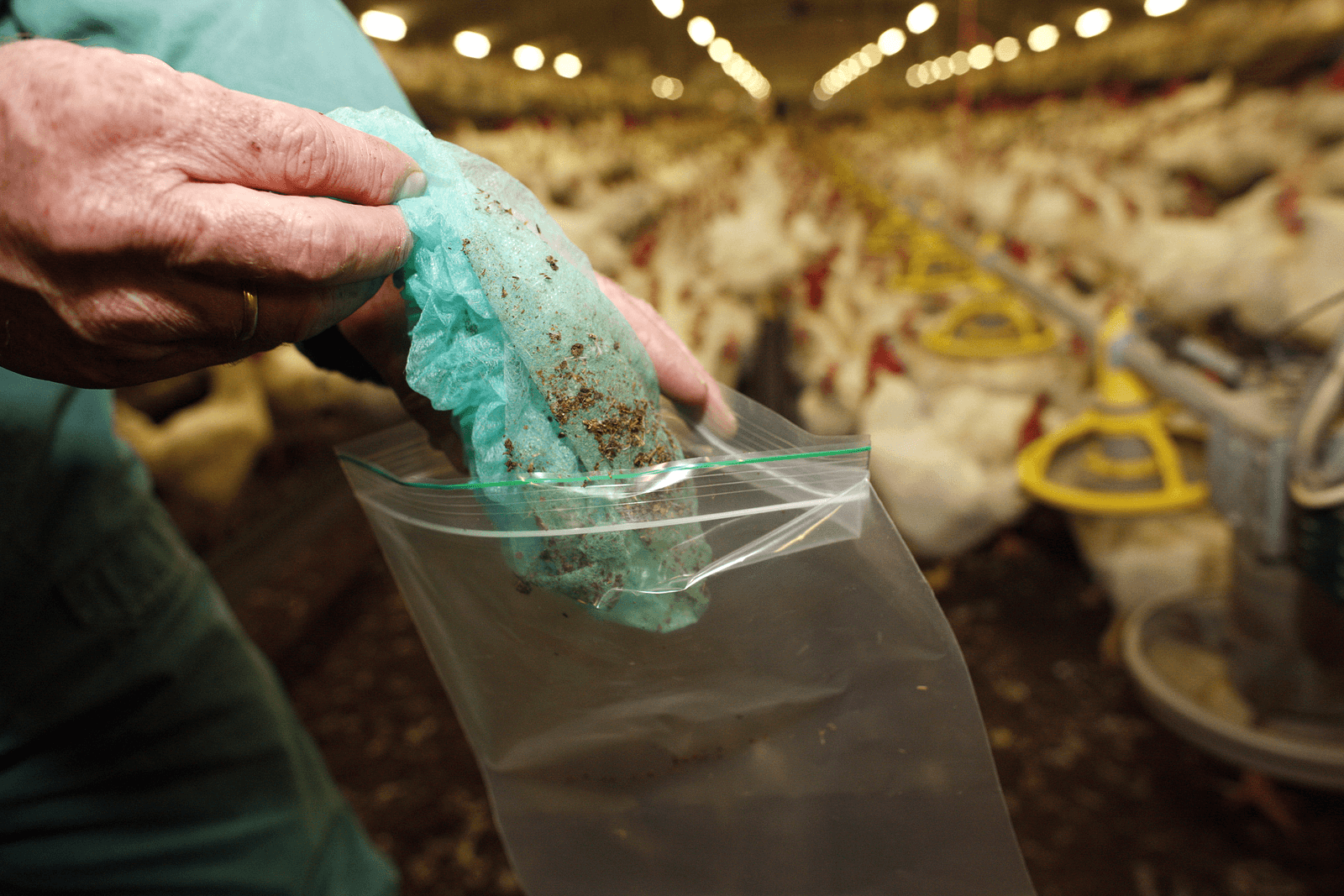 Eens per 3 weken moet worden bemonsterd met overschoentjes op salmonella.<br /><em>Foto: Hans Prinsen </em>