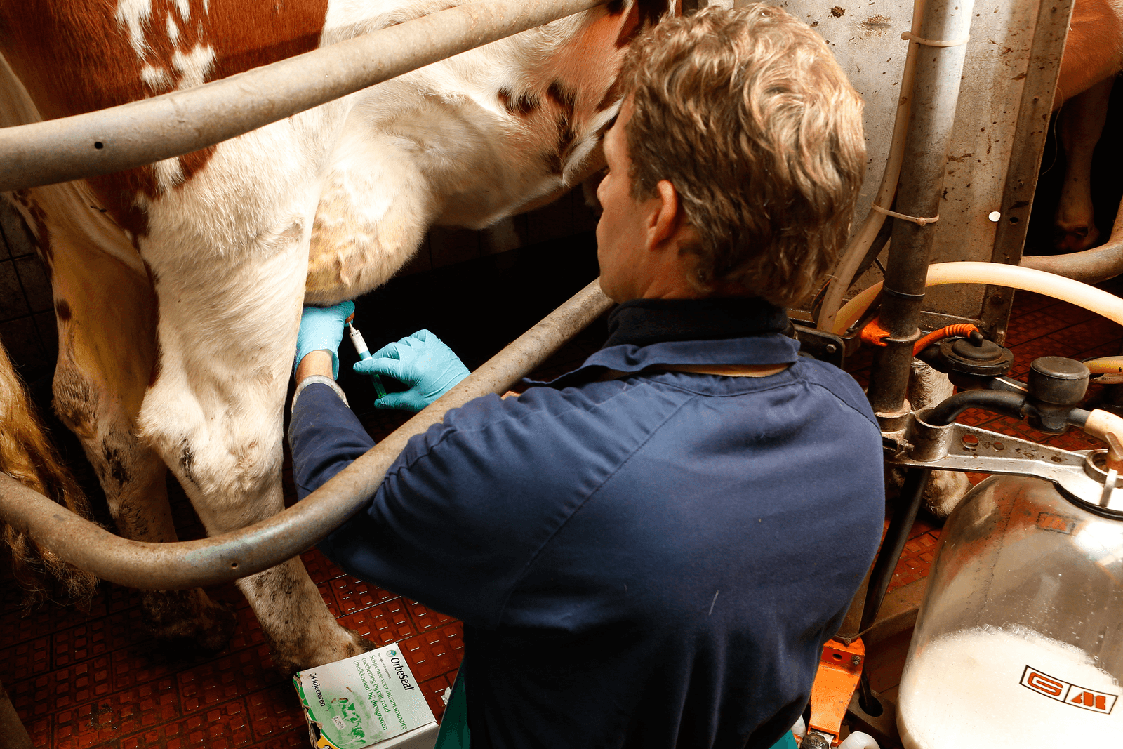 Het eerder droogzetten van koeien wordt genoemd om de melkproductie te verkleinen. Foto: Hans Prinsen