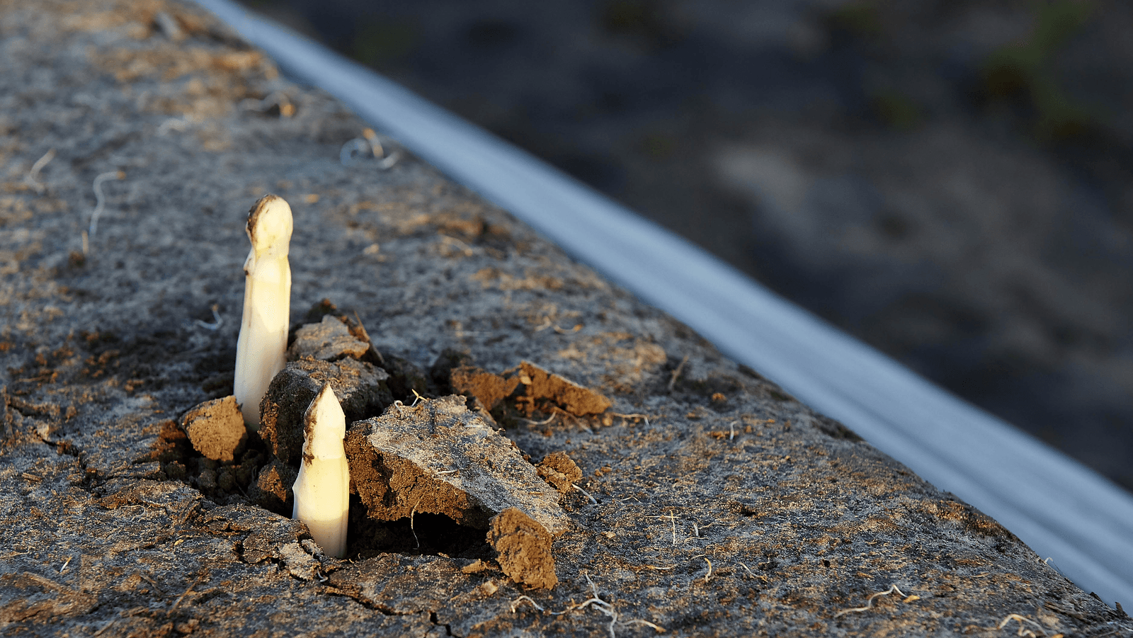 Groenteteelten versneld door warme weer