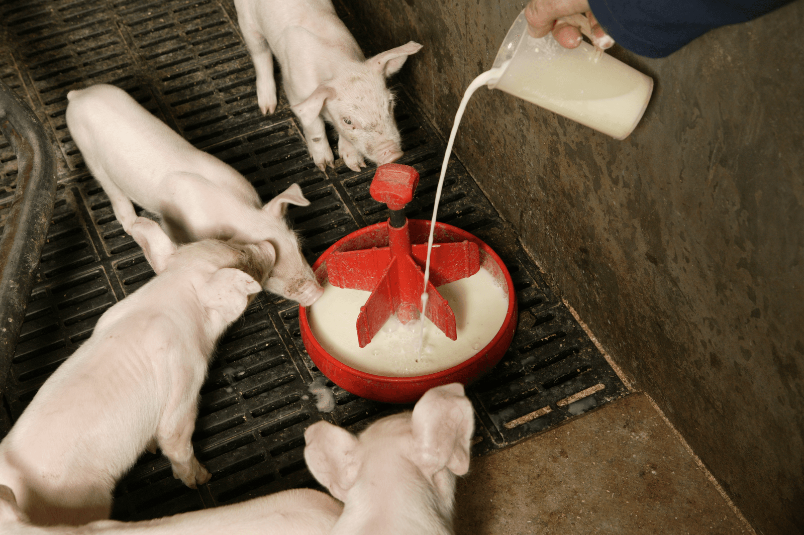 137 van de 180 varkenshouders geven aan de melk handmatig te verstrekken.</p> <p><em>Foto: Henk Riswick</em>