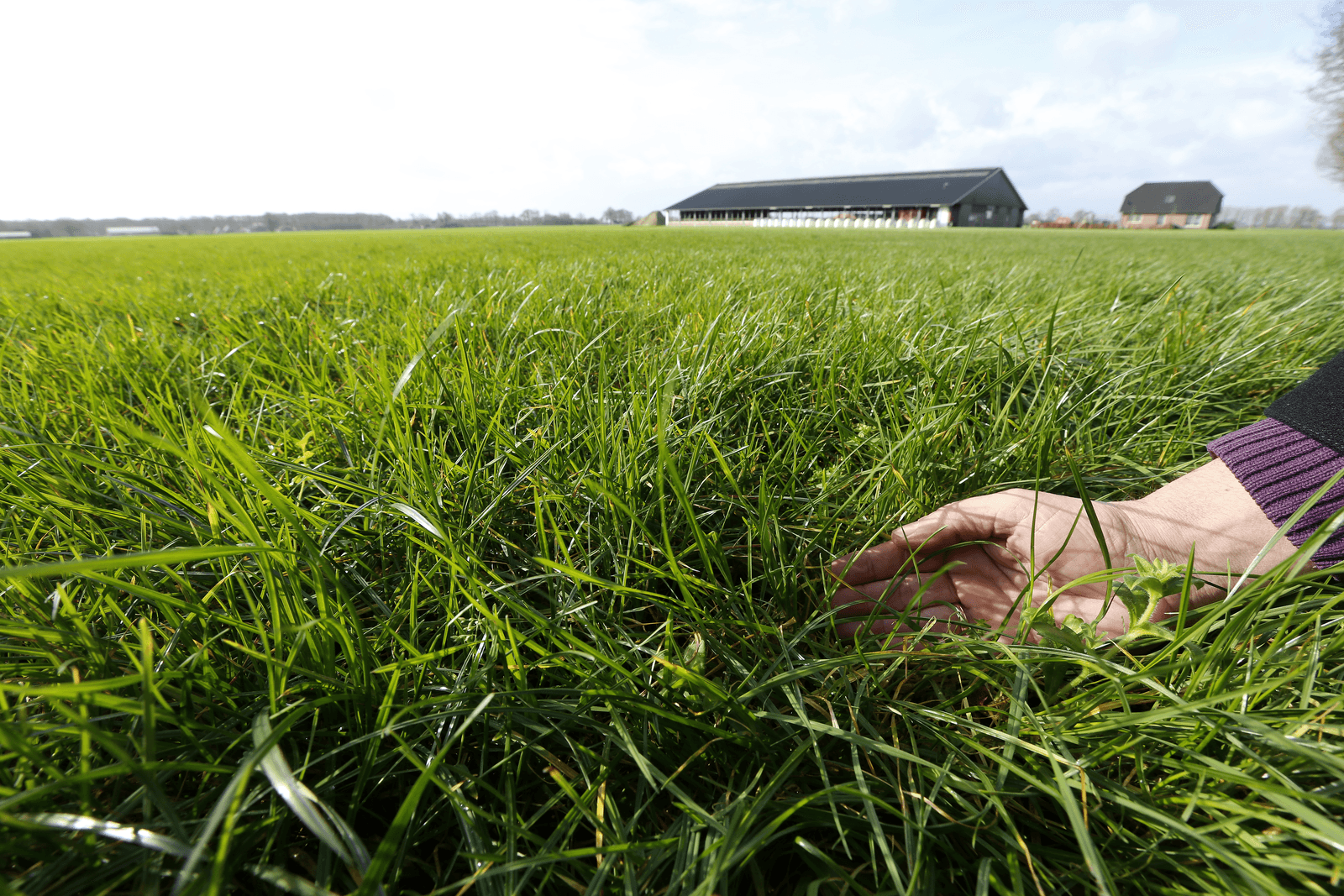 De grasgroei is vrijwel tot stilstand gekomen. Op lang gras kan beter geen drijfmest worden uitgereden.<br /><em>Foto: Henk Riswick</em>