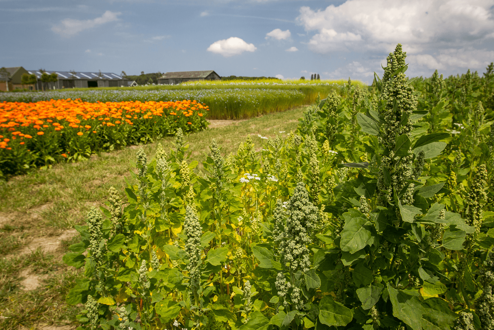 <em>Foto: Peter Roek</em>