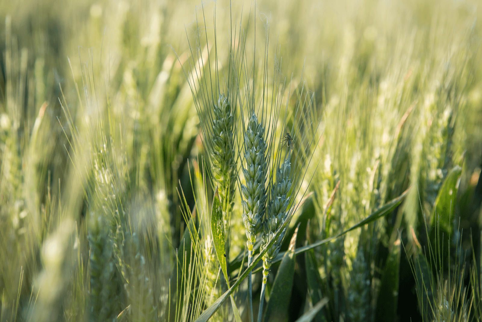 <em>Foto: Peter Roek</em>