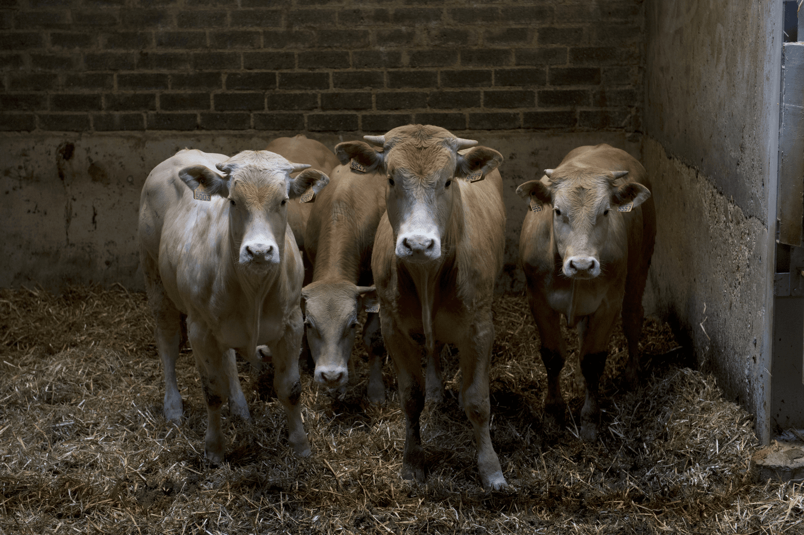 In de vergunning werd gerept over 43 vleesstieren, bij nader inzien waren dat er 27.<br /><em>Foto: Marcel van Hoorn</em>