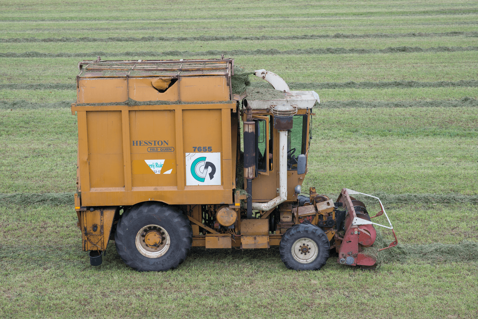 Hesston Field Queen 7655: koningin in het gras