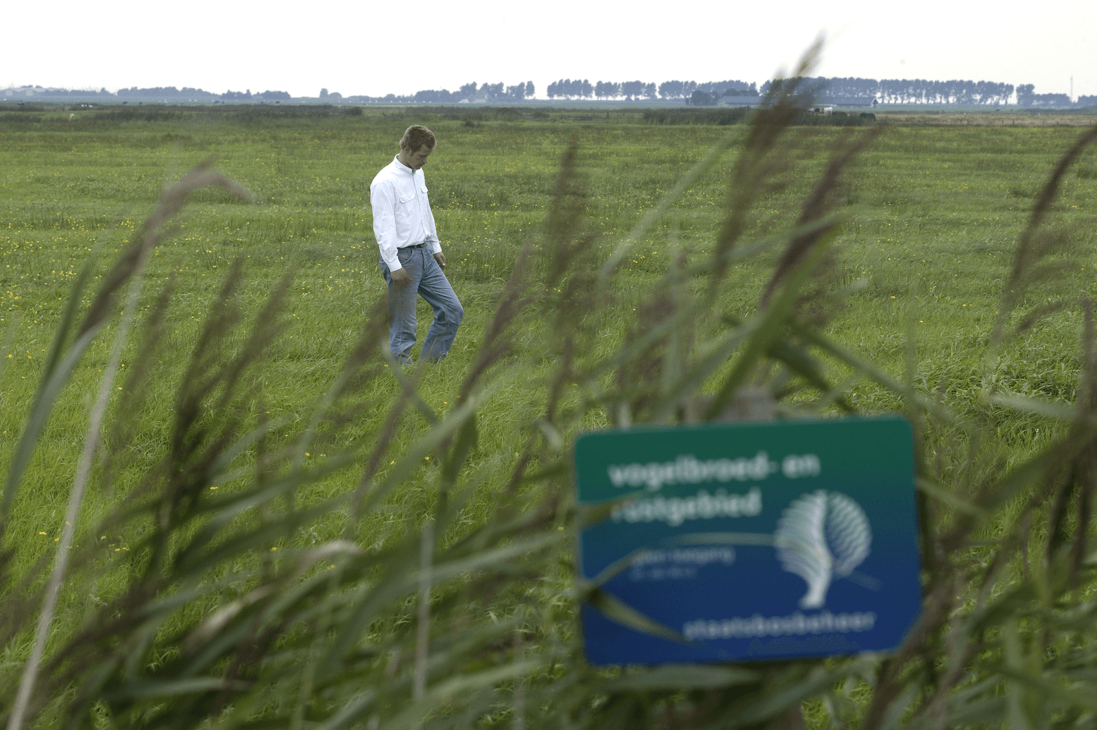 Een deel van de EU-steun is bedoeld voor stimulering weidevogelbeheer.</p> <p><em>Foto: Hans Prinsen</em>