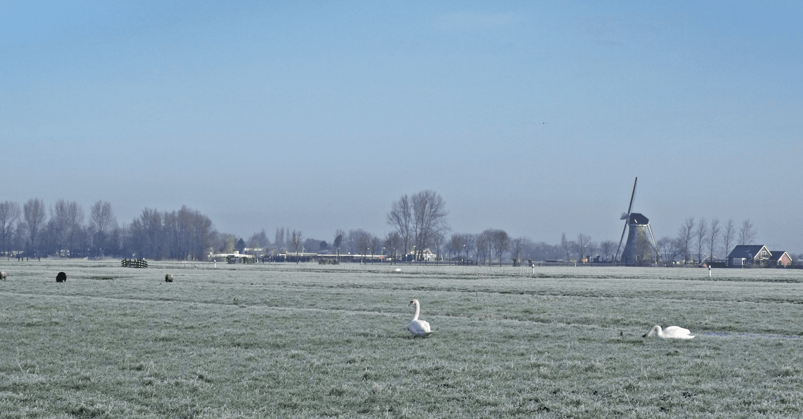Knobbelzwanen in een perceel grasland. Het Faunafonds keerde in 2014 ruim ¬ 57.000 aan schadevergoedingen uit voor de schade die knobbelzwanen op grasland aanrichten.</p> <p><em>Foto: Dick den Braber</em>