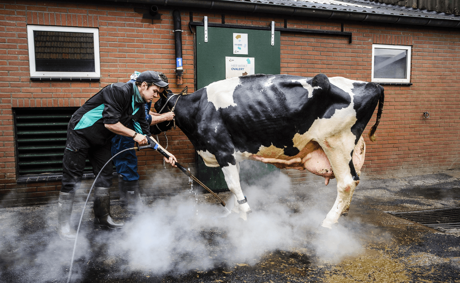 Big Boukje 192 (18 jaar) van veehouders Jos en Ingrid Knoef in Geesteren (Ov.) is de eerste Nederlandse koe die 200.000 kilo melk heeft gegeven. Hier krijgt ze een speciale poetsbeurt voordat de fotograaf komt.</p> <p><em>Foto: ANP</em>