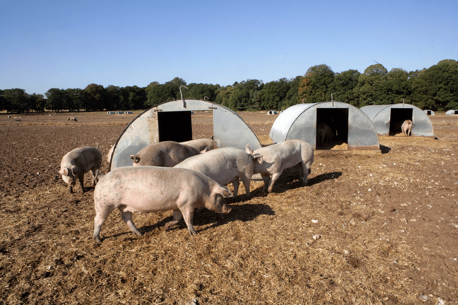 Zeugen die buiten lopen en de beschikking hebben over een hut, een typisch Engelse aangelegenheid.</p> <p><em>Foto: Henk Riswick</em>