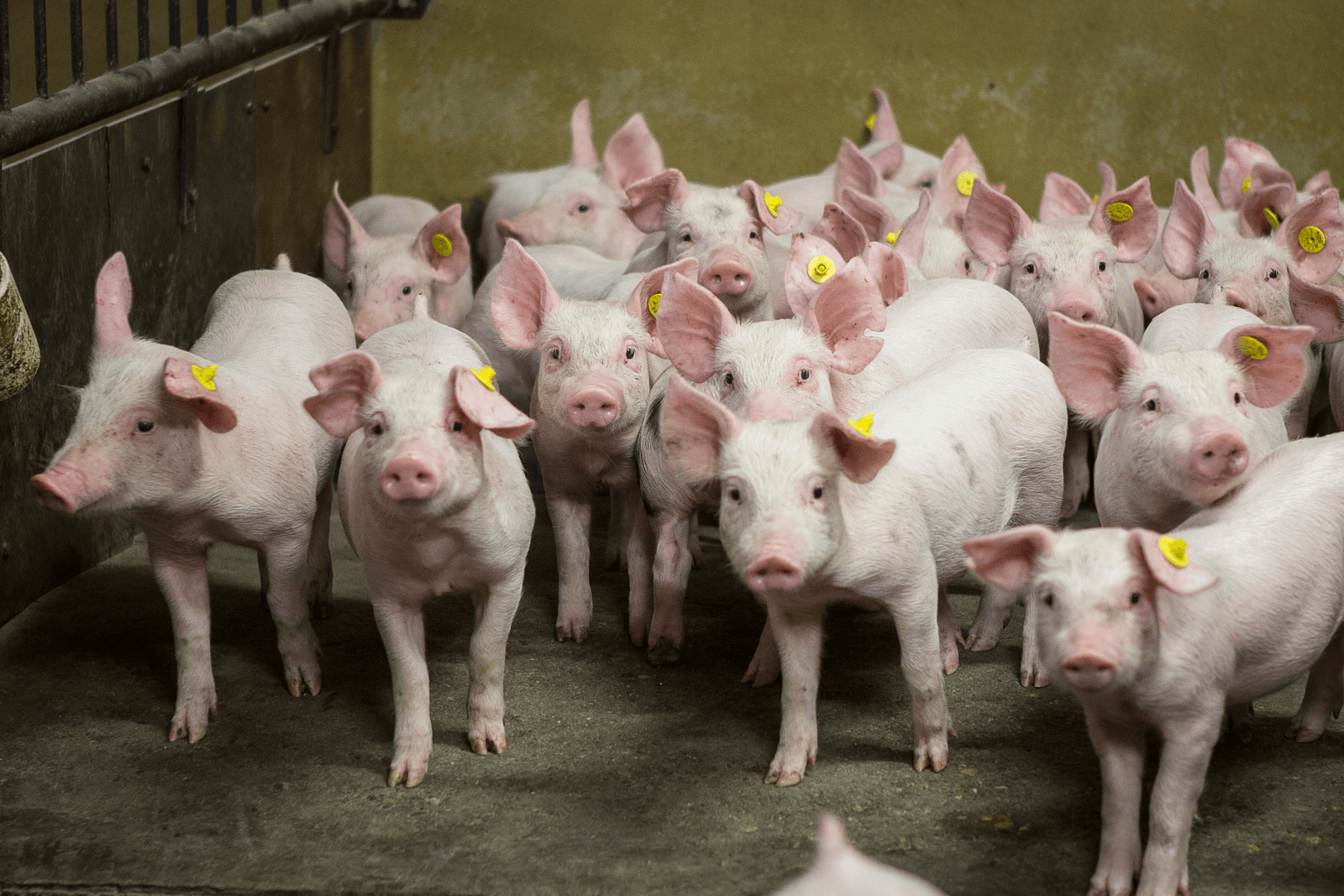 Het aanbod van biggen krimpt, verwachten deskundigen. Foto: Peter Roek