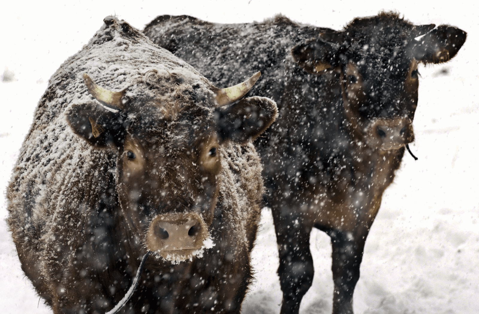 Sneeuwstorm kost runderen het leven