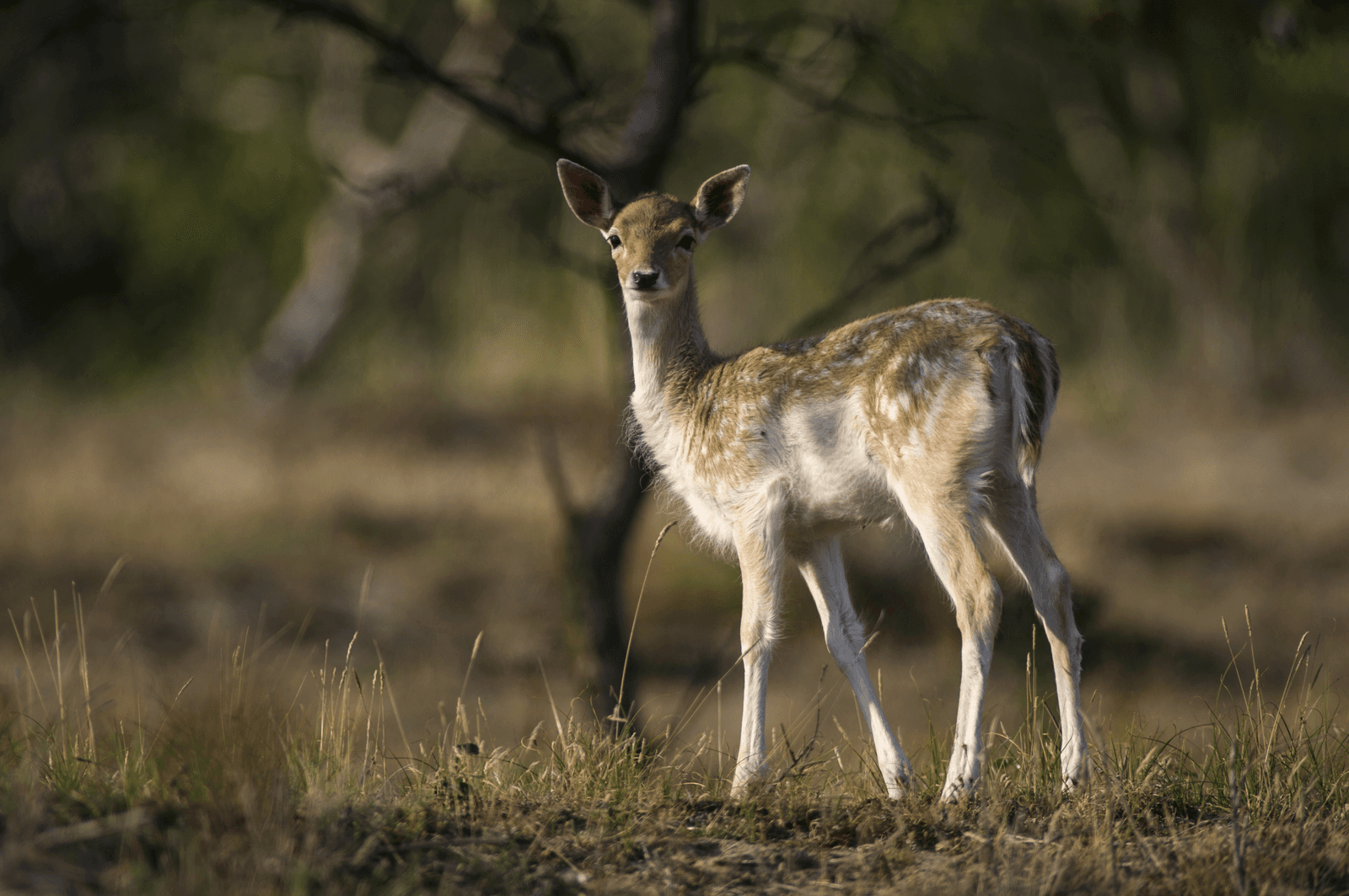 <em>Foto: ANP</em>