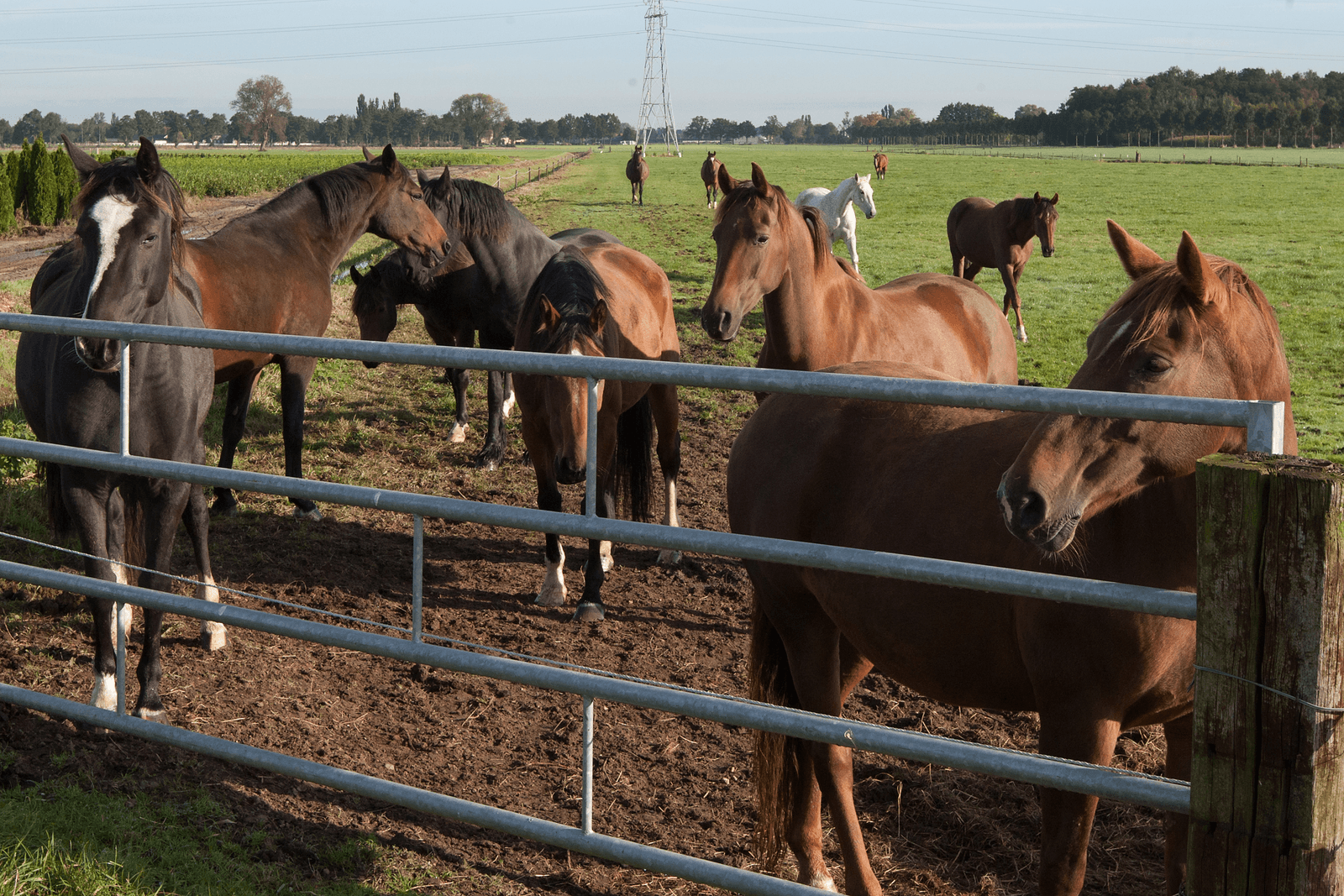 Een boer splistse zijn agrarisch bedrijf - dat op één bouwvlak ligt in een rundvee- en een paardenfokkerij.<br /><em>Foto: Ronald Hissink</em>