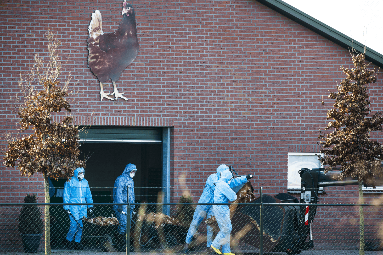 Vogelgriep. Foto: ANP