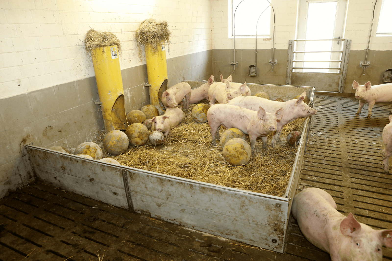 Vleesvarkensstal met veel afleidingsmateriaal.<br /><em>Foto: Henk Riswick</em>