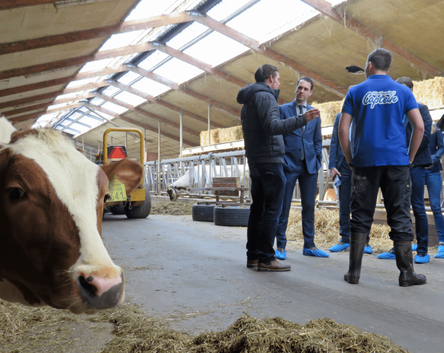 Staatssecretaris Martijn van Dam in de koeienstal van familie Captein in Zoeterwoude (Z.-H.). <br /><em>Foto: Ton van der Scheer</em>
