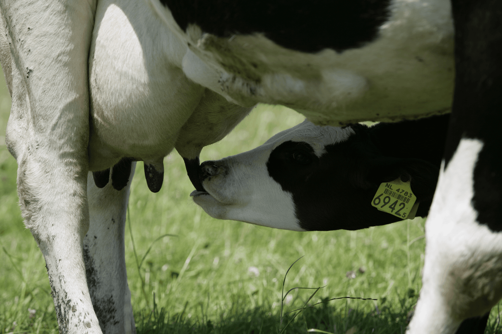 Het inkrimpen van de fosfaatproductie gebeurt via afroming van 10 procent bij de handel in fosfaatrechten.</p> <p><em>Foto: Jan Willem Schouten</em>