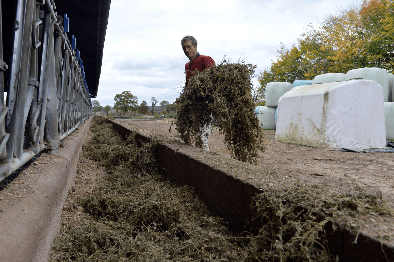 De Franse melkveehouderij levert 10% aan opbrengst in. Foto: ANP